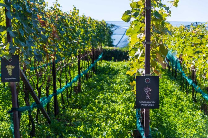 Der Weinbauer Pfitscher hat in einem Weinberg alle möglichen Südtiroler Rebsorten gepflanzt