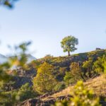 Castelfeder, Eiche, Eichen, Eichenbaum, Quercus, Solitäreiche