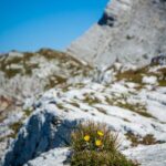 Karge Vegetation: der genügsame Huflattich im Felsen