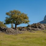 Castelfeder, Eiche, Eichen, Eichenbaum, Quercus