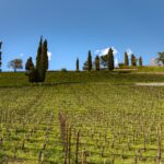 Kastelatz Weinberg über Tramin im Frühling