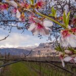 Blüte, blossom, fioritura