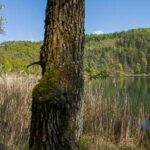 Montiggler See in der Gemeinde Eppan