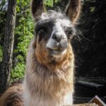 Lama