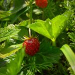 Erdbeeren, Essen, cibo, food