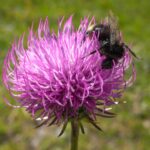 Blume, Blumen, Bombus, Hummel, Hummeln, fiore, fiori