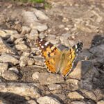 Neuflügler, Schmetterling, Schmetterlinge