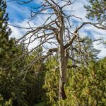 Baum, Bäume, albero, tree