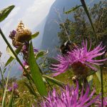 Sommer bei den Muthöfen oberhalb von Meran