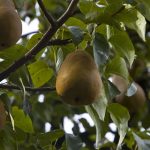 Obstanlagen im Süden Südtirols