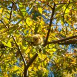 Herbst, Kastanien, Kastanienbaum, Kastanienigel, Maroni, autumn, autunno