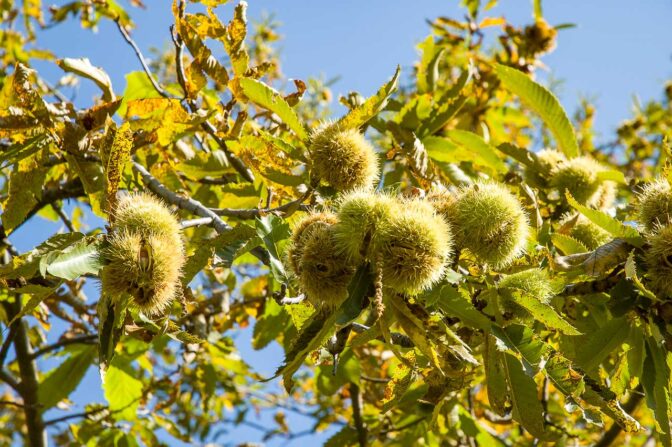 Goldgelbe Kastanienigel - ein Herbsttraum