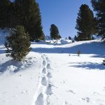 Schneeschuhwanderung Radein Jochgrimm