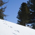 Schneeschuhwanderung Radein Jochgrimm