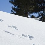 Schneeschuhwanderung Radein Jochgrimm