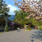 Magnolienblüte an der Passerpromenade in Meran