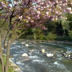 Magnolienblüte an der Passerpromenade in Meran