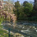 Magnolienblüte an der Passerpromenade in Meran