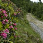 Rundwanderweg im Naturerlebnisgebiet Tschiernock Hochpalfennock