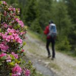 Rundwanderweg im Naturerlebnisgebiet Tschiernock Hochpalfennock