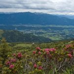 Almrosenblüte in Kärnten