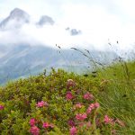 Auf dem Weg zum Latemar mit Blick auf den Rosengarten