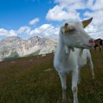 Ziege auf dem Zanggen Plateau