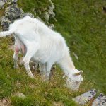 Ziege auf dem Zanggen Plateau