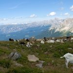 Blick zum Latemar vom Zanggen Plateau