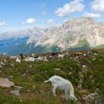 Blick zum Latemar vom Zanggen Plateau