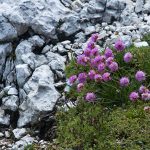 Flora der Dolomiten