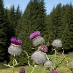 Farbenfrohe Bergflora