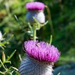 Farbenfrohe Bergflora