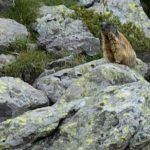 Murmeltiere im Trentino