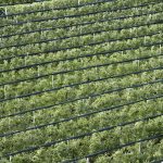 Weinbau im Südtiroler Unterland