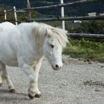 Am Ende der Katzenleiter