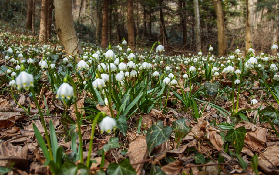 Frühlingstal