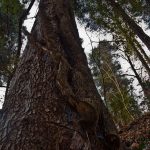 Baumriesen im Frühlingstal in Südtirols Süden