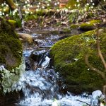 Wandern im Frühlingstal in Südtirols Süden