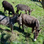 Auf der Hochfläche von Tremosine