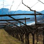 Der Kalterer See im Weinanbaugebiet Kaltern