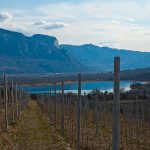 Der Kalterer See im Weinanbaugebiet Kaltern