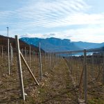 Der Kalterer See im Weinanbaugebiet Kaltern