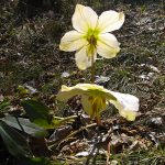 Frühling am Gardasee