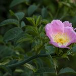 Rose bei St. Justina/ Bozen