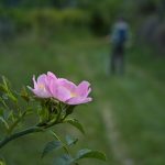 Rose bei St. Justina/ Bozen