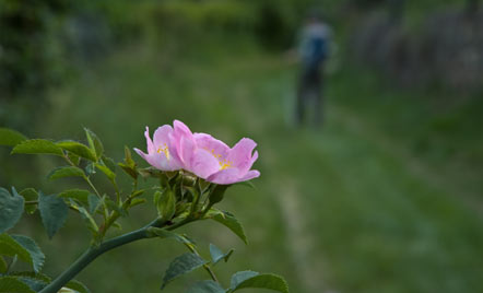 Rose am Wegesrand unterhalb von St. Justina