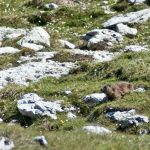 Wandern im Naturpark Puez Geisler