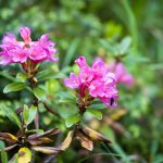 Almrosen in den Dolomiten