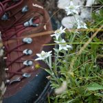 Blühendes Edelweiss